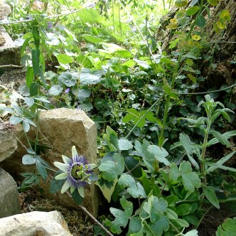 Jardins en pente